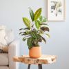 Calathea-Maori-Queen-p12-Lifestyle