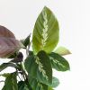Calathea Maui Queen - P12