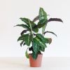 Calathea Maui Queen - P12