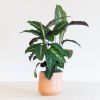 Calathea Maui Queen - P12