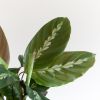 Calathea Duo incl. bio potten - P12