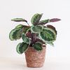 Calathea Medaillon - P19
