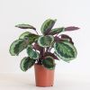 Calathea Medaillon - P19