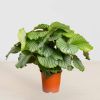 Grote Calathea