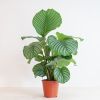 Calathea Orbifolia - Schaduwplant - P19