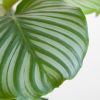 Calathea Orbifolia - Schaduwplant - P19