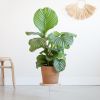 Calathea-Orbifolia-p19-Lifestyle
