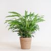 Calathea Rufibarba - Schaduwplant - P17