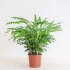 Calathea Rufibarba - Schaduwplant - P17