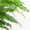 Calathea Rufibarba - Schaduwplant - P17