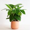 Calathea Zebrina - Zebraplant - P19