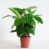Calathea Zebrina - Zebraplant - P19