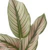 Calathea majestica white star