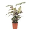 Calathea white star
