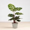 Calathea makoyana plantje