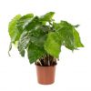Calathea network