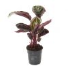 Calathea roseopicta angela