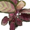 Calathea Roseopicta Rosy