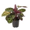 calathea roseopicta illustris