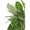 Calathea zebrina