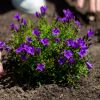 Campanula - Paarse Klokjesbloem - P11