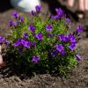 Campanula-Paarse-Klokjesbloem-1024-28 2