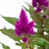 Celosia Deep Purple - P12