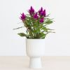 Celosia Deep Purple - P12