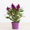 Celosia Deep Purple - P12