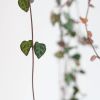 Ceropegia-Woodii-P14-4-1024