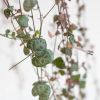 Ceropegia-Woodii-P14-5-1024 1