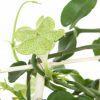 ceropegia sandersonii