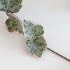 Ceropegia Woodii Variegata
