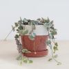 Ceropegia Woodii Variegata