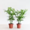 Chamadorea-Elegans-Duo-p12-1
