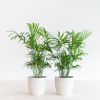 Chamaedorea-Elegans-Duo-p12-2