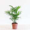 Chamaedorea-Elegans-p12-1