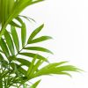 Chamaedorea-Elegans-p12-3 2