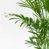 Chamaedorea-Elegans-p12-4 1