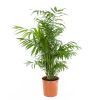 Mexicaanse Dwergpalm