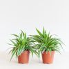 Chlorophytum-Comosum-Duo-p12-1