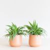 Chlorophytum-Comosum-Duo-p12-2
