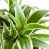 Chlorophytum-Comosum-p12-3
