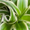 Chlorophytum-Comosum-p12-6