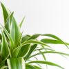 Chlorophytum-Comosum-p12-7 1