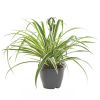 Graslelie hangplant
