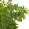 Cissus Rhombifolia