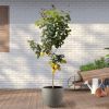Citrus Lemon boom