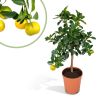 Citrus-calamondin-40cm-