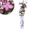 Clematis-Montana-Fincent